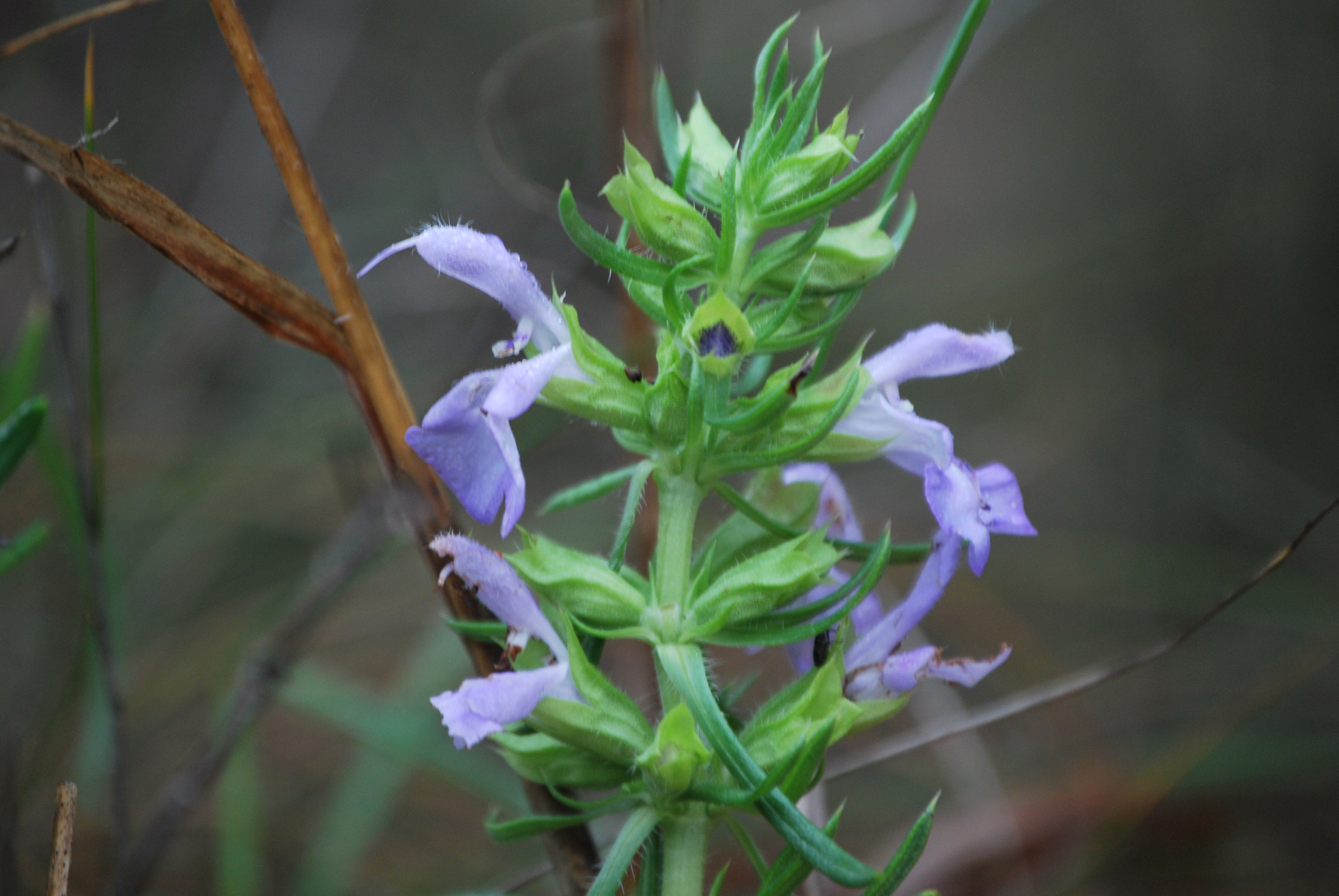 Inflorescence